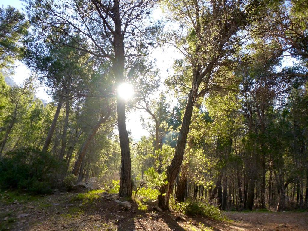 Finca Ses Fontanelles Andratx Esterno foto